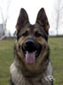Personal Protection Dog For Sale - AGI
