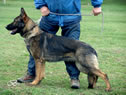 Family Protection Dog For Sale - AGILA stand