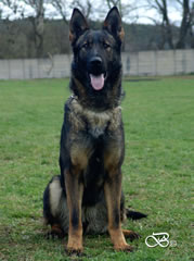 Family Protection Dog For Sale - AGILA sit