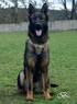 Family Protection Dog For Sale - AGILA sit