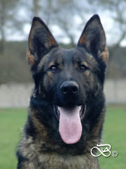 Family Protection Dog For Sale - AGILA head