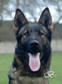 Family Protection Dog For Sale - AGILA head
