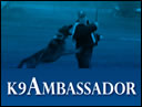 Family Protection Dog For Sale - AGILA video protection