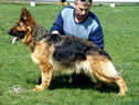 Family Protection Dog For Sale - BARA stand