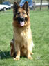 Family Protection Dog For Sale - BARA sit