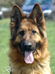 Family Protection Dog For Sale - BARA head