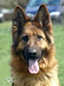 Family Protection Dog For Sale - BARA head