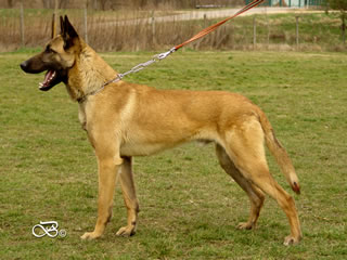 Personal Protection Dog For Sale - Best / stand
