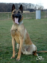 Personal Protection Dog For Sale - Best / sit