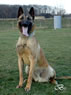 Personal Protection Dog For Sale - Best / sit
