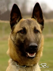 Personal Protection Dog For Sale - Best / head