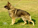 Family Protection Dog - CABAN / stand