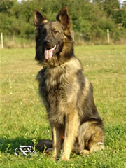 Family Protection Dog - CABAN / sit