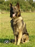 Family Protection Dog - CABAN / sit