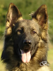 Family Protection Dog - CABAN / head
