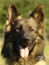 Family Protection Dog - CABAN / head