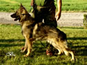 Family Protection Dog