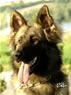 Family Protection Dog