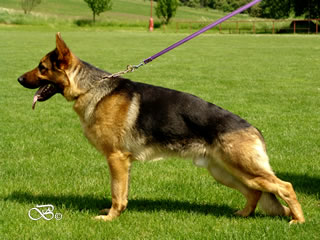 Personal Protection Dog For Sale - CANTO / stand