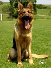 Personal Protection Dog For Sale - CANTO / sit