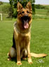 Personal Protection Dog For Sale - CANTO / sit