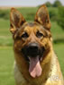 Personal Protection Dog For Sale - CANTO / head