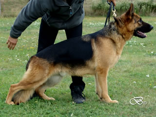 Family Protection Dog - CHRIS / stand