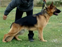 Family Protection Dog - CHRIS / stand