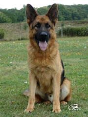 Family Protection Dog - CHRIS / sit
