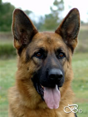 Family Protection Dog - CHRIS / head