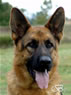 Family Protection Dog - CHRIS / head