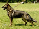 Family Protection Dog - Enrique / stand