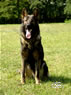 Family Protection Dog - Enrique / sit