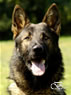Family Protection Dog - Enrique / head