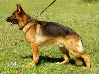 Personal Protection Dog - FALCO / stand