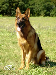 Personal Protection Dog - FALCO / sit