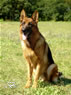 Personal Protection Dog - FALCO / sit