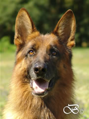 Personal Protection Dog - FALCO / head