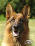 Personal Protection Dog - FALCO / head
