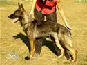 Family Protection Dog - FARO / stand