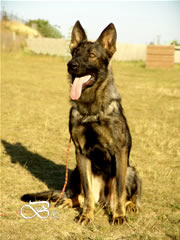 Family Protection Dog - FARO / sit