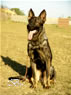 Family Protection Dog - FARO / sit