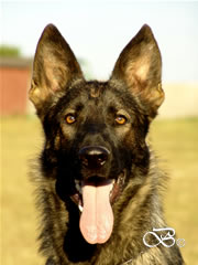Family Protection Dog - FARO / head