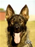 Family Protection Dog - FARO / head