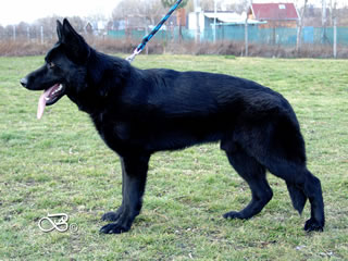 Family Protection Dog For Sale - Gero / stand