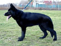 Family Protection Dog For Sale - Gero / stand