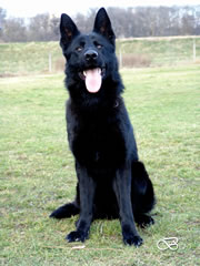 Family Protection Dog For Sale - Gero / sit