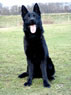 Family Protection Dog For Sale - Gero / sit