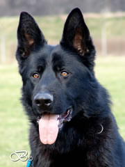 Family Protection Dog For Sale - Gero / head