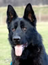 Family Protection Dog For Sale - Gero / head